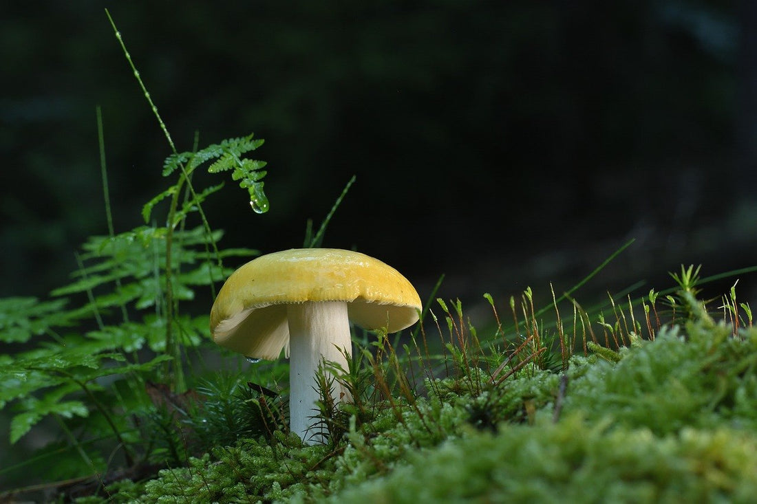 Microdosing Mushrooms
